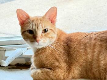 Domestic Short Hair Cats Available for Adoption in Elwood, Illinois - Freddy | PetCurious