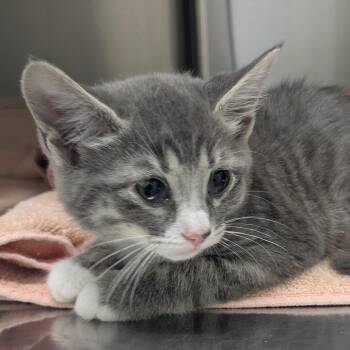 Preea -  Domestic Medium Hair Cat for Adoption in Medford, Oregon - Preea | PetCurious