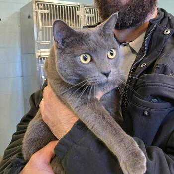 Russian Blue and Domestic Short Hair Cats Available for Adoption - Nilly | PetCurious