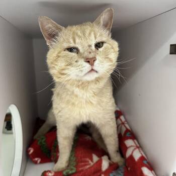 Domestic Short Hair Cats Available for Adoption in Columbus, North Carolina - Momo | PetCurious