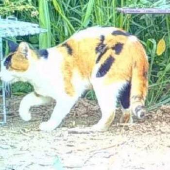 Domestic Short Hair Cats Available for Adoption in Nampa, Idaho - Margarita | PetCurious