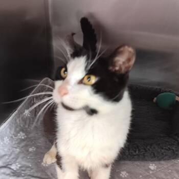 Domestic Short Hair Cats Available for Adoption in Jupiter, Florida - Marla | PetCurious