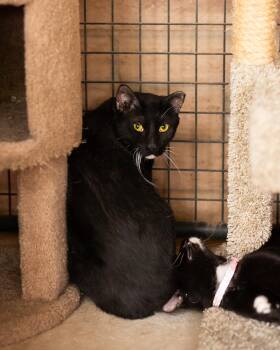 Cumin -  Domestic Short Hair Cat for Adoption in Marana, Arizona - Cumin | PetCurious