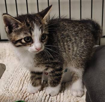 Sprout -  Domestic Short Hair Cat for Adoption in Saint Clairsville, Ohio - Sprout | PetCurious