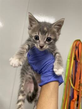 Rescue Domestic Short Hair Cats for Adoption in Ontario, California - NEEDS A FOSTER | PetCurious