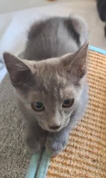 Hermes Loving -  Domestic Short Hair Cat for Adoption in Chandler, Arizona - Hermes Loving | PetCurious