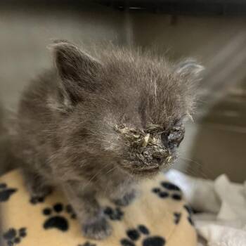 72112 -  Domestic Short Hair Cat for Adoption in Harrisonburg, Virginia - 72112 | PetCurious