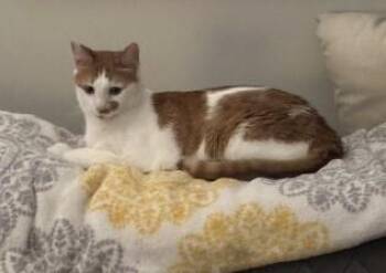 Cooper - VT -  Domestic Short Hair Cat for Adoption in Greenville, South Carolina - Cooper - VT | PetCurious
