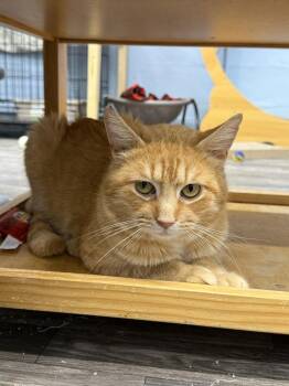 Domestic Short Hair Cats Available for Adoption - Terpene | PetCurious