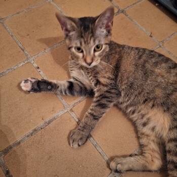 Rescue Domestic Short Hair Cats for Adoption in Brownsboro, Alabama - Scuba | PetCurious