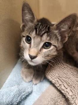 Rescue Domestic Short Hair Cats for Adoption in Converse, Texas - Jazz | PetCurious