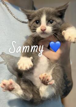 American Shorthair Cats Available for Adoption in Felton, Pennsylvania - Sammy | PetCurious