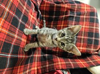 Moxie -  Domestic Short Hair Cat for Adoption in Diamond Springs, California - Moxie | PetCurious