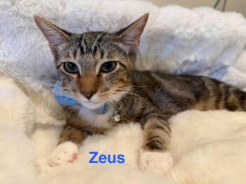 Zeus -  Domestic Short Hair Cat for Adoption in Riverside, California - Zeus | PetCurious