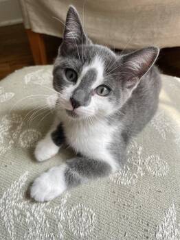 Chickpea -  Domestic Short Hair Cat for Adoption in Plymouth, Michigan - Chickpea | PetCurious
