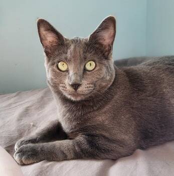 Rescue Domestic Short Hair Cats for Adoption in Sidney, British Columbia - Cashmere | PetCurious