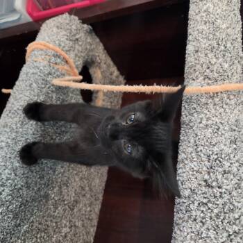 Unique (brown) -  Domestic Medium Hair Cat for Adoption in Kennewick, Washington - Unique (brown) | PetCurious