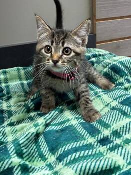 Blair -  Domestic Short Hair Cat for Adoption in Sidney, Ohio - Blair | PetCurious