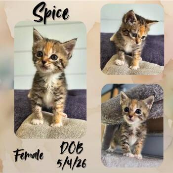 Spice -  Domestic Short Hair Cat for Adoption in Caldwell, Texas - Spice | PetCurious