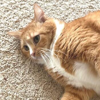 Trinket -  Domestic Medium Hair Cat for Adoption in Cumming, Georgia - Trinket | PetCurious