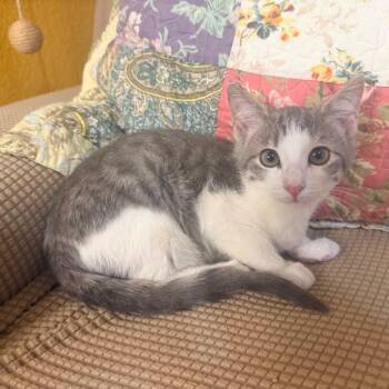 Tuna -  Domestic Short Hair Cat for Adoption in Lewisville, Texas - Tuna | PetCurious