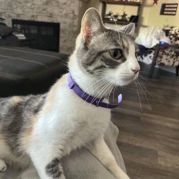 Bella -  Domestic Short Hair Cat for Adoption in Las Vegas, Nevada - Bella | PetCurious