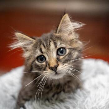 Larry -  Domestic Medium Hair Cat for Adoption in Gainesville, Georgia - Larry | PetCurious