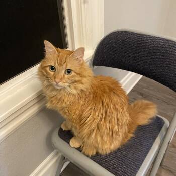 Eddie -  Domestic Long Hair Cat for Adoption in Reno, Nevada - Eddie | PetCurious