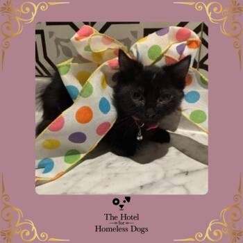 Squirrelly Girl -  Domestic Short Hair Cat for Adoption in Cumberland, Rhode Island - Squirrelly Girl | PetCurious