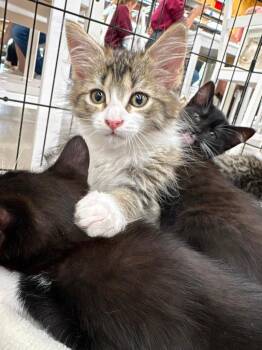 Bear -  Domestic Medium Hair Cat for Adoption in Calgary, Alberta - Bear | PetCurious