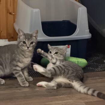 Millie & Milo -  Domestic Short Hair Cat for Adoption in Canton, Massachusetts - Millie & Milo | PetCurious
