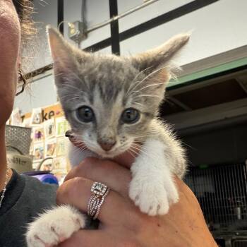 Toni -  Domestic Short Hair Cat for Adoption in Lake Jackson, Texas - Toni | PetCurious