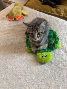 Theodore -  Domestic Short Hair Cat for Adoption - Theodore | PetCurious