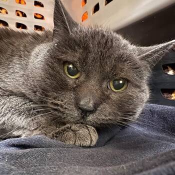 Domestic Short Hair Cats Available for Adoption - Tink | PetCurious