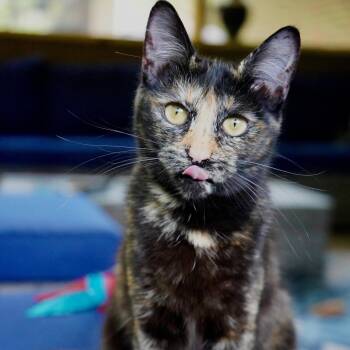 Madame Leota -  Tortoiseshell and Domestic Short Hair Cat for Adoption - Madame Leota | PetCurious