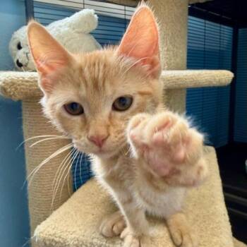 Domestic Short Hair Cats Available for Adoption in Pleasanton, California - Yrsa | PetCurious
