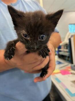 Domestic Short Hair Cats Available for Adoption in Palmetto, Florida - BRAN | PetCurious