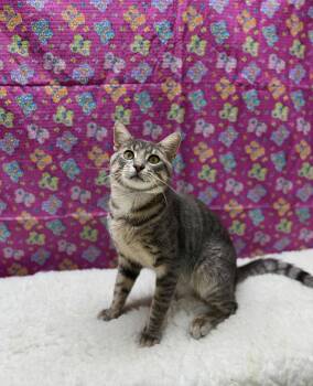 Grimm -  Domestic Short Hair Cat for Adoption in Upper Sandusky, Ohio - Grimm | PetCurious
