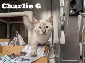 Charlie G -  Siamese and Domestic Long Hair Cat for Adoption in Albany, Wisconsin - Charlie G | PetCurious