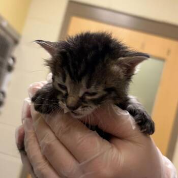 Domestic Short Hair Cats Available for Adoption in Asheville, North Carolina - Santos | PetCurious