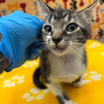 Tiara 26-06-163 -  Domestic Short Hair Cat for Adoption in Bastrop, Texas - Tiara 26-06-163 | PetCurious