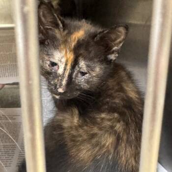 Finn (tan) -  Domestic Short Hair Cat for Adoption in Winston-salem, North Carolina - Finn (tan) | PetCurious