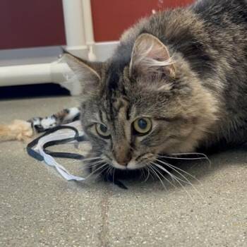 Abilene -  Domestic Medium Hair and Domestic Short Hair Cat Available for Adoption in Janesville, Wisconsin - Abilene | PetCurious