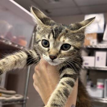 Bump -  Domestic Short Hair Cat for Adoption in Huntsville, Alabama - Bump | PetCurious