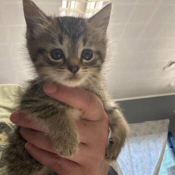 Domestic Short Hair Cats Available for Adoption in Summerlee, West Virginia - Murphy | PetCurious