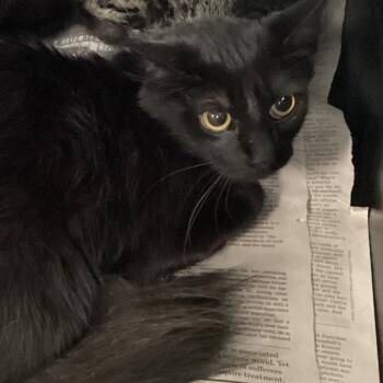 Jennie -  Domestic Short Hair Cat for Adoption in Montgomery, Alabama - Jennie | PetCurious
