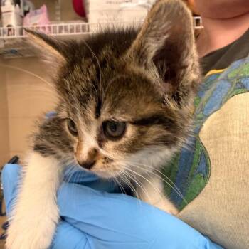 Fruit by the Foot -  Domestic Short Hair Cat for Adoption in Troy, Virginia - Fruit By The Foot | PetCurious