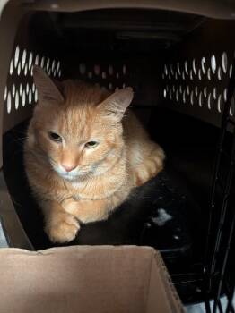 Mango -  Domestic Short Hair Cat for Adoption in Cincinnati, Ohio - Mango | PetCurious