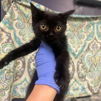 Infinity -  Domestic Short Hair Cat for Adoption in Charlottesville, Virginia - Infinity | PetCurious
