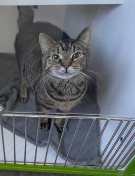 Tiger Cats Available for Adoption - Ember | PetCurious